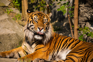 Wall Mural - critically endangered Sumatran tiger