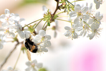 Wall Mural - bumblebee on Cherry tree blooms in the spring