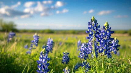 Vibrant Blue Bonnet Flowers in a Meadow Landscape