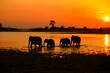 © NaturePL - Asian elephant (Elephas maximus) herd silhouetted crossing lake at sunset, Mineria, Sri Lanka, Asia.