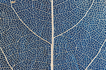 macro photography, natural plant background in the form of a skeletonized leaf of light beige color on blue background, close up