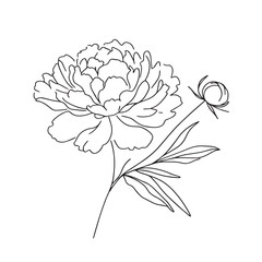 Wall Mural -  peony in one line art drawing style. Vector illustration