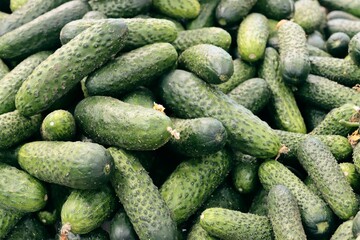 Poster - green raw cucumers for tasty salad close up