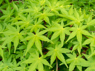 Wall Mural - Green japanese maple branches with green leaves