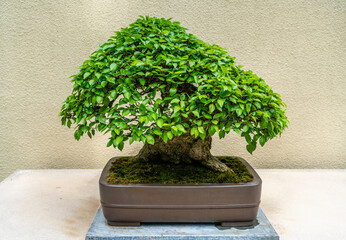 Wall Mural - Lone Bonsai Tree 4