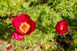 © Robert - Steppe peony or Paeonia Tenuifolia plant in Saint Gallen in Switzerland