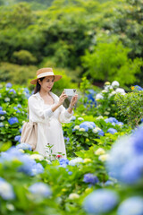 Wall Mural - Pregnant woman use cellphone to take photo in the Hydrangea flower farm