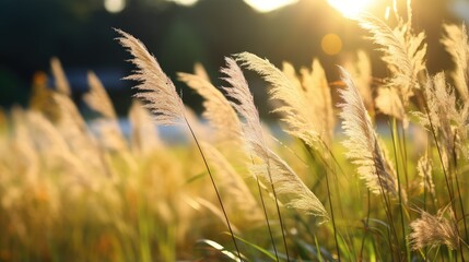 Poster - field of wheat