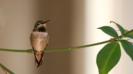 hummingbird on a branch