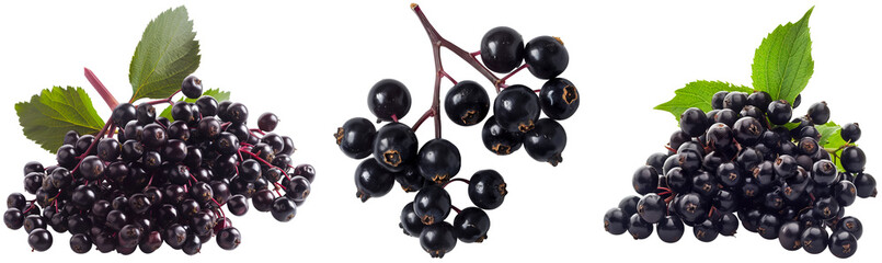 Wall Mural - Set of three bunches of elderberries isolated on a white background
