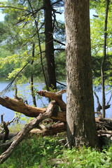 Wall Mural - tree in the woods