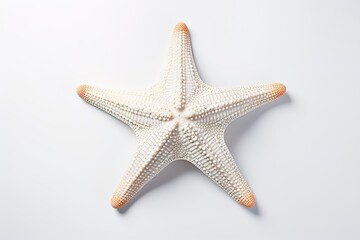 A starfish with orange tips isolated on a white background