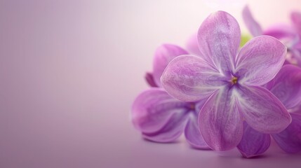 Wall Mural -  A collection of purple flowers atop a matching purple countertop against a white backdrop and light purple background