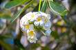 © Vera - Plumeria flower on a tree. White tropical frangipani flower. Tropical landscape of beautiful plants and flowers.