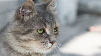 beautiful fluffy kitten. tabby gray cat outdoors. beautiful kitten, grey cat. a homeless animal with