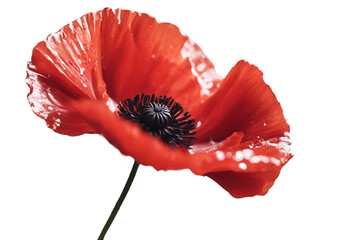 Wall Mural - artistic concept closeup red poppy with drips flower