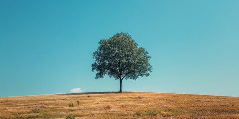 A single tree against a blue sky with negative space