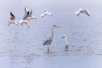 Canvas Print - Birds fishing in Ebro Delta