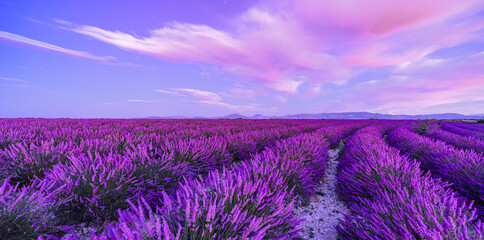 Wall Mural - wonderful nature vacation landscape. amazing sunset scene blooming lavender flowers. moody sky, past