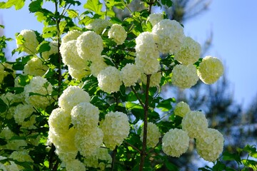 Wall Mural - Close up of white flowers of Viburnum opulus (guelder-rose, guelder rose) on blue sky background