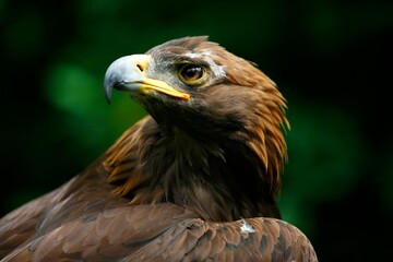 golden eagle's face (aquila chrysaetos)