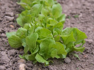 lSalads in the garden