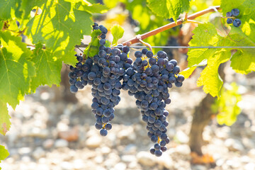 Canvas Print - Vineyards with Cabernet Sauvignon near Chateau Dauzac, Margaux, Medoc, Bordeaux, Aquitaine, France