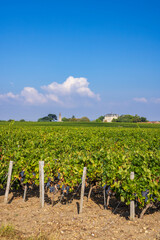 Canvas Print - Typical vineyards near Chateau la Tour de By, Bordeaux, Aquitaine, France