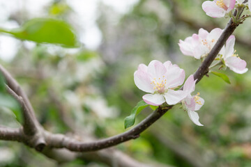 Wall Mural - tree blossoms