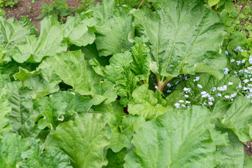 leafy green tops of Rheum rhabarbarum or rhubarb