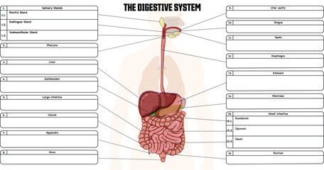 Poster - Digestive system labeled diagram, with a blank space for the description of each organ. The picture shows the significant structures of the digestive tract.