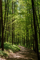 Fototapeta a winding dirt path through a lush forest landscape
