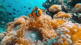   A pair of clownfish perched atop an orange-white sea anemone resting on a coral reef