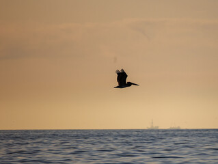 Silhouetted Pelican