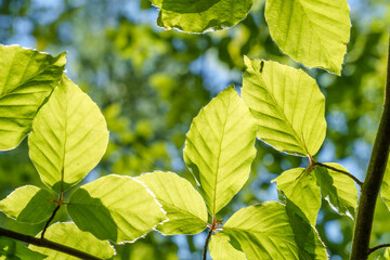 Wall Mural - A closeup view of a green leaf on a tree branch in sunlight