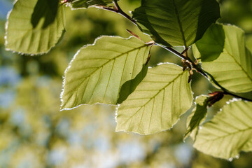 Wall Mural - A closeup view of a green leaf on a tree branch in sunlight