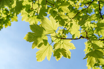Wall Mural - A closeup view of a green leaf on a tree branch in sunlight
