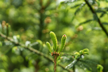 Wall Mural - Close up of a vibrant green plant with blurry background