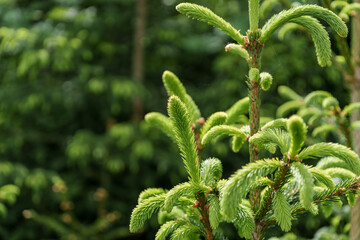 Wall Mural - Close up of a vibrant green plant with blurry background