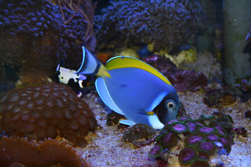 Wall Mural - Acanthurus leucosternon powder blue tang swimming in marine aquarium full of colorful corals and marine life. selective focus. 