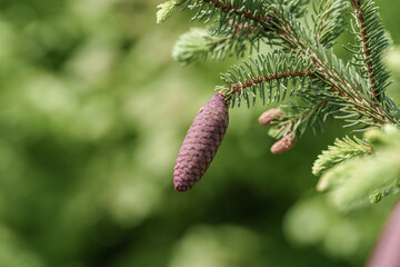Wall Mural - A close up of a shortstraw pine cone on a tree branch