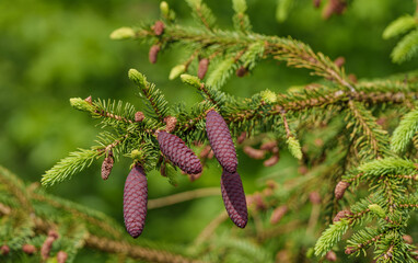 Wall Mural - A close up of a shortstraw pine cone on a tree branch