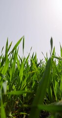 Wall Mural - Green wheat grass in spring, new wheat crop in the field