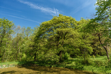 Wall Mural - Sunlight filtering through tree branches in natural landscape, sustainability