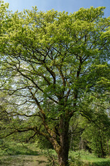 Wall Mural - Sunlight filtering through tree branches in natural landscape, sustainability