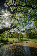Wall Mural - Sunlight filtering through tree branches in natural landscape, sustainability