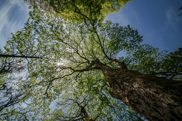 Wall Mural - Sunlight filtering through tree branches in natural landscape, sustainability