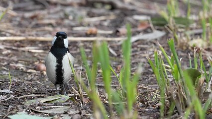 Canvas Print - japanese tit in a forest