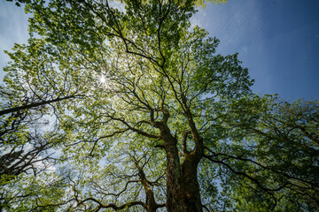 Wall Mural - Sunlight filtering through tree branches in natural landscape, sustainability