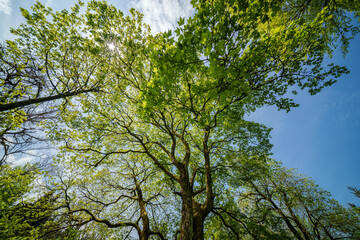 Wall Mural - Sunlight filtering through tree branches in natural landscape, sustainability